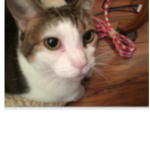 Gus teh cat