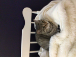 Kitties Land and more
