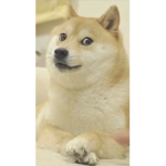 Doge armyyyyyyy yaaaaaaaaa