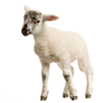 FunnyCraftSheep 's Epic Group!