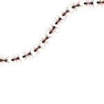 The Ant Group TAG