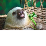 SLOTH GANGZZ