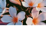 flowers 4ever