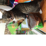 puppy the cat