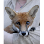 Foxy, Studios
