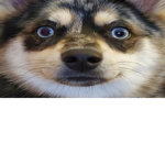 Funnydogs United