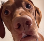 Cookie_dogs
