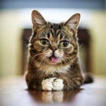 C | Cat Clan
