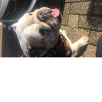 iiiqueen_honey