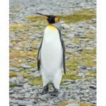 Big fat juciy penguin fan club