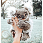 !KoalaPlayz!