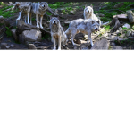 Dire Wolf Army