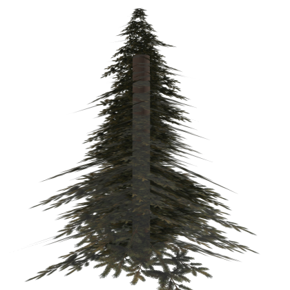 Pine Tree