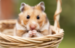 Hamster angels