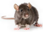 rats again