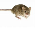 The ratzzzz