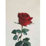 Rosessz