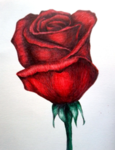 R.O.S.E OFFICAL GROUP