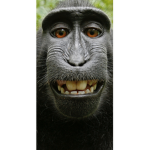 Pummel monkey