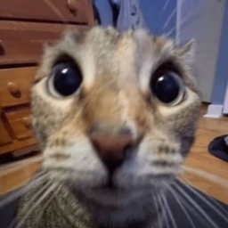 uh
