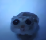 .\_(O_o)_/.