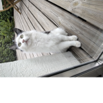 Nyla LA BEST