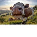 I LOVE COWSSSS