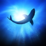 Shark team! :P