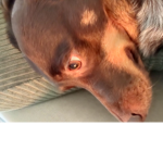 Night doge