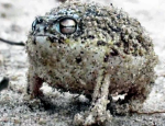 frog group :D.