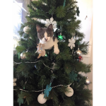 Kitty poops