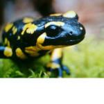 Salamander inc