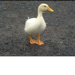 DUCK C U L T