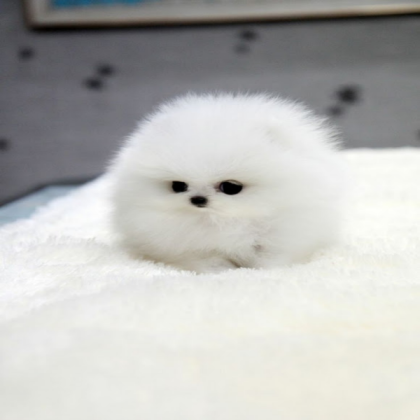 Images/Cute-Animal Roblox decal