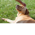 dOgGieS nEeD hElp