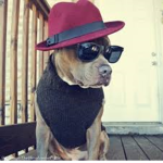Top Dog Forever