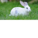 Oreo_Rabbit