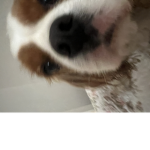 Pookies!!!