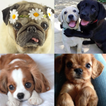 PUPPIES ARE SOOO CUTE!