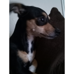 Dog fans (random)