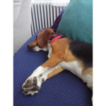 Doggo sleeping