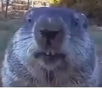 Doggy’s are cute as can be