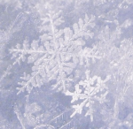 iceplant