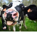 Them Cowzz
