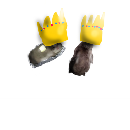 fat cat kinggg