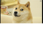 dank memes is good