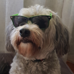 IcedDog