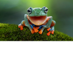 Frog 5258 Fan Group