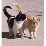 0taku Clan