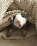 ~Lov3ly Rats~